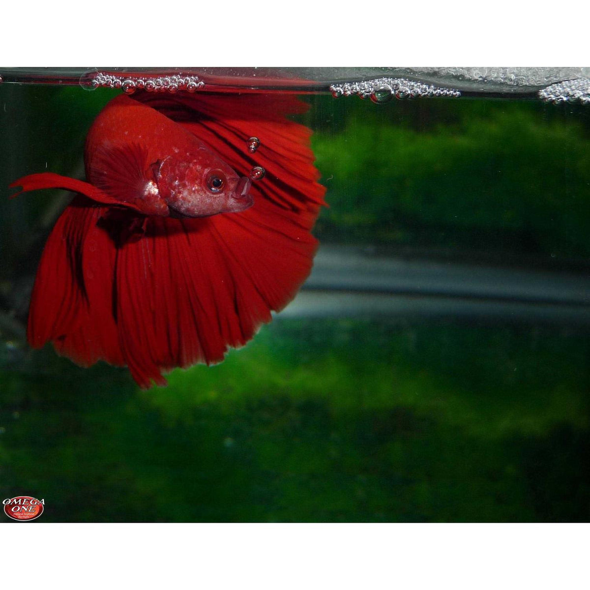 Betta Flakes Fish Food F43691
