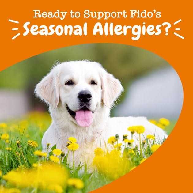 Salmon Allergy & Immune Bites for Dogs W695902
