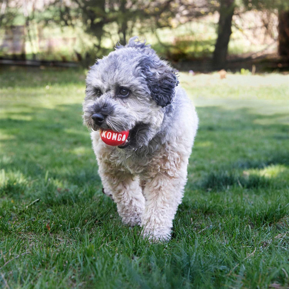 Signature Ball Dog Toy H332356