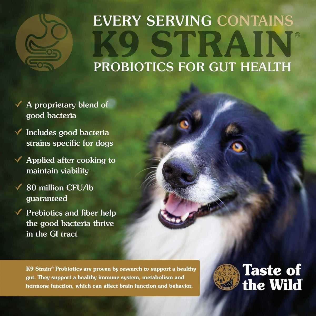 Dog Food L1625