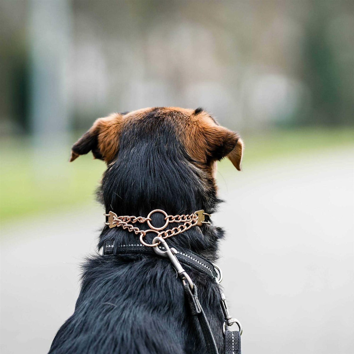 Curogan Training Collar with Center-Plate and Assembly Chain I1331