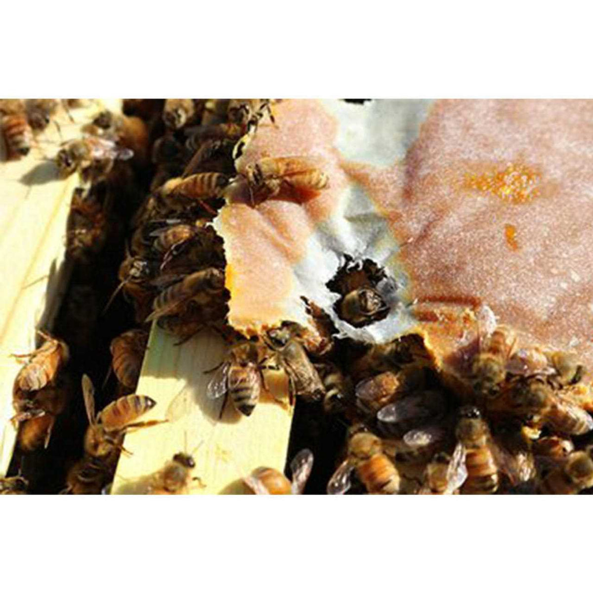 Bee Patties C92388