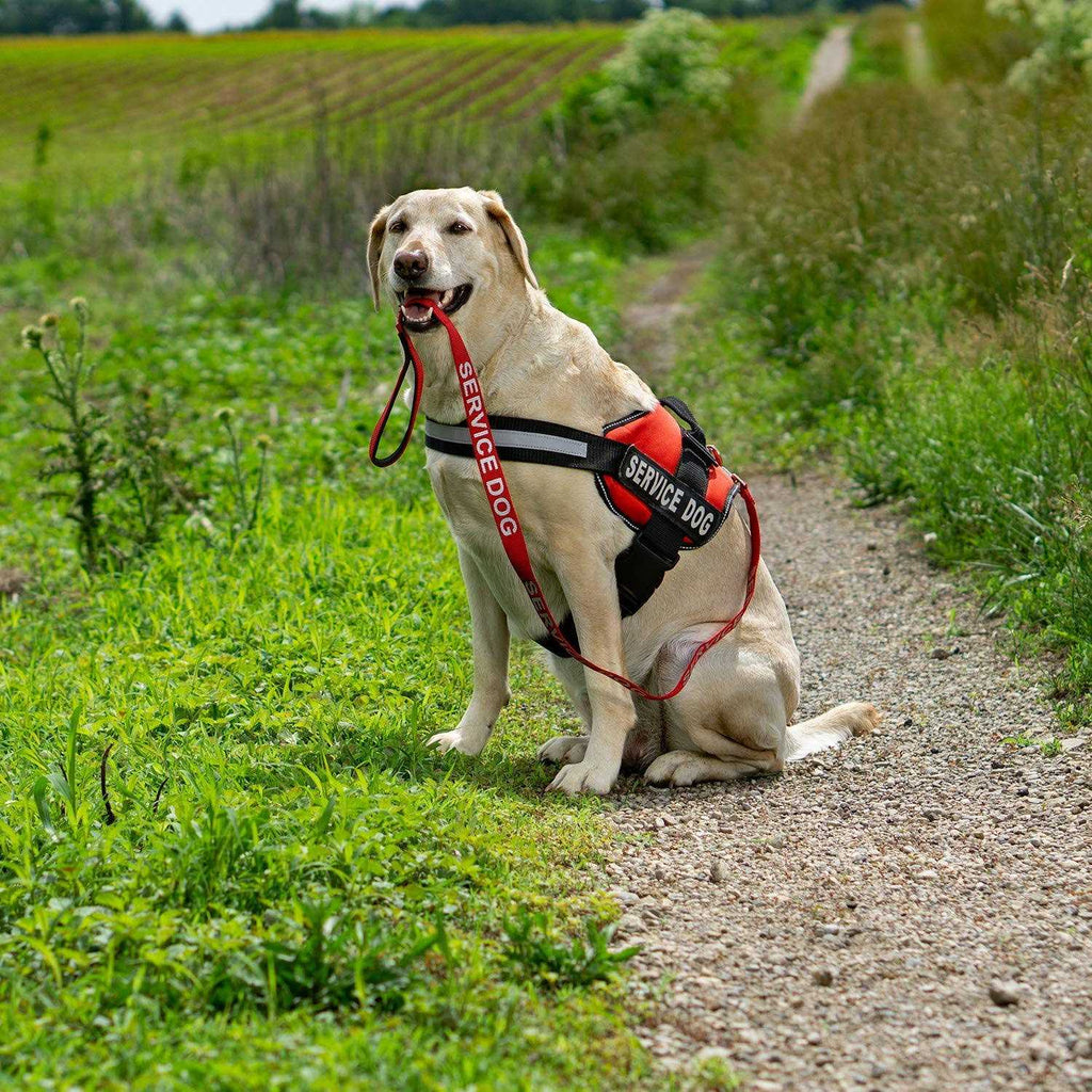 Emotional Support Dog Leash Wrap with Neoprene Handle V9113