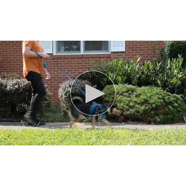 Reflective Dog Leash with Neoprene Handle, 5ft A313