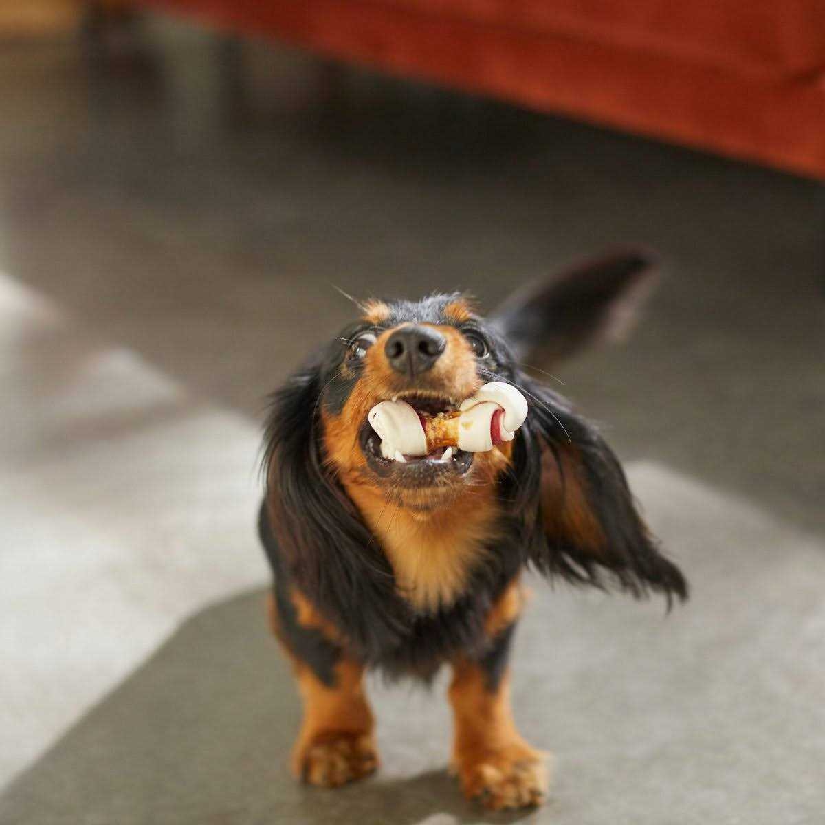 Mini Bone Rawhide Dog Treats Q669